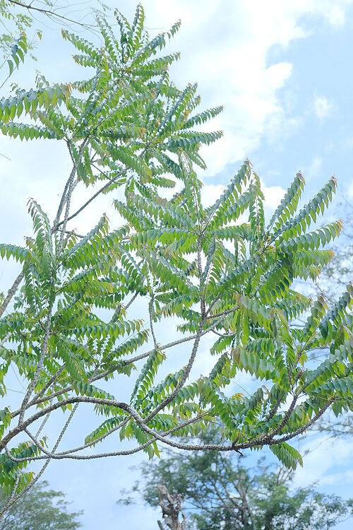 Tahitian gooseberry tree: Foto 3 Cermai Phyllanthus acidus (L.) Skeels