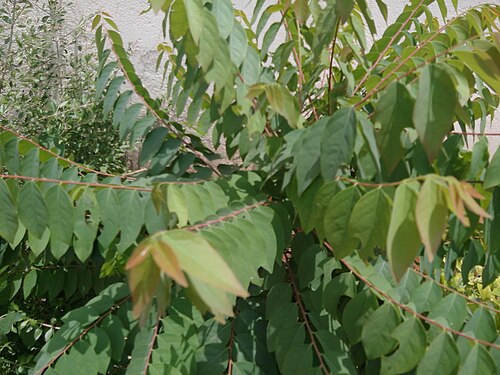 Tahitian gooseberry tree: நெல்லி மரம்.