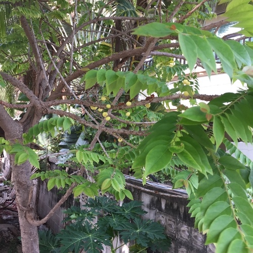 Tahitian gooseberry tree (Phyllanthus acidus)