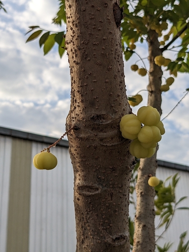 Tahitian gooseberry tree (Phyllanthus acidus)