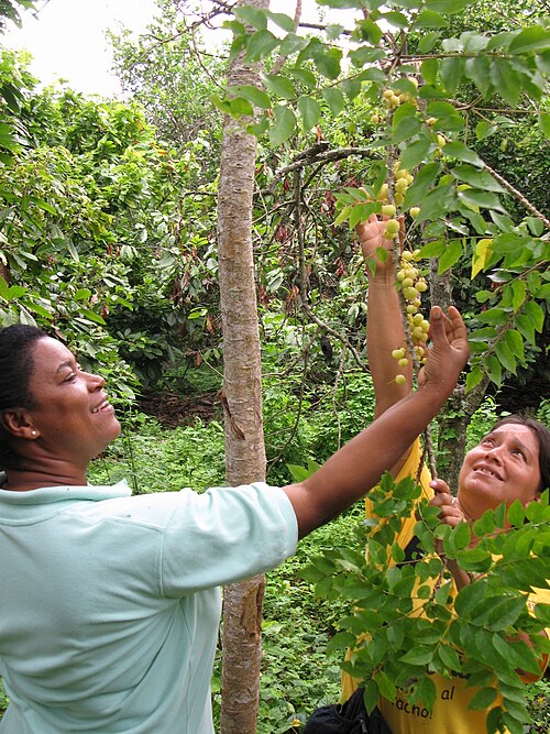 Tahitian gooseberry tree: Thought to have originated in Madagascar and distributed to South East Asia and other tropical countries, this little tree has also become quite popular in Colo