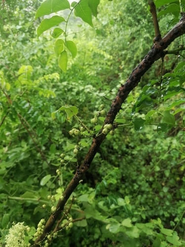 Tahitian gooseberry tree (Phyllanthus acidus)