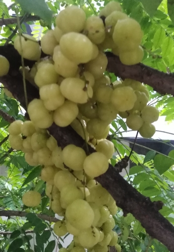 Tahitian gooseberry tree (Phyllanthus acidus)