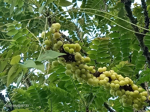 Tahitian gooseberry tree (Phyllanthus acidus)