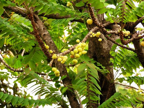 Tahitian gooseberry tree (Phyllanthus acidus)