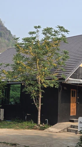 Tahitian gooseberry tree (Phyllanthus acidus)