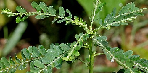 Carry me seed: Phyllanthus amarus - Carry Me Seed- at Deer Park in Shamirpet , Rangareddy district , Andhra Pradesh , India .