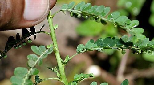 Carry me seed: Phyllanthus amarus - Carry Me Seed- at Deer Park in Shamirpet , Rangareddy district , Andhra Pradesh , India .