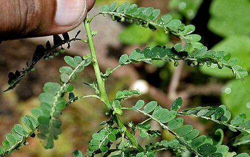 Carry me seed: Phyllanthus amarus - Carry Me Seed- at Deer Park in Shamirpet , Rangareddy district , Andhra Pradesh , India .