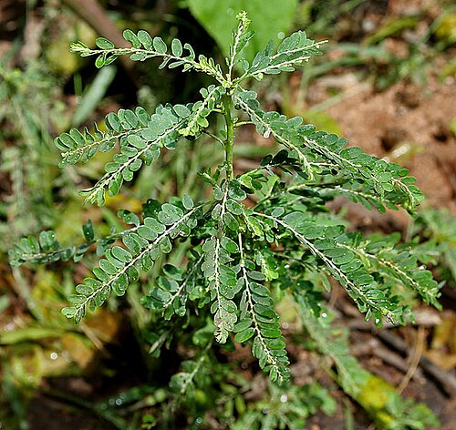 Carry me seed: Phyllanthus amarus - Carry Me Seed- at Deer Park in Shamirpet , Rangareddy district , Andhra Pradesh , India .