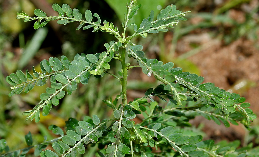 Carry me seed: Phyllanthus amarus - Carry Me Seed- at Deer Park in Shamirpet , Rangareddy district , Andhra Pradesh , India .