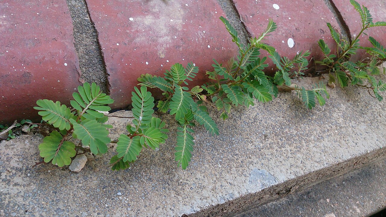 Carry me seed: Phyllanthus amarus. Synonym: Phyllanthus niruri. Common name: Carry Me Seed. 苦味叶下珠 (Chinese). Could be Phyllanthus urinaria - these 2 species look very similar.