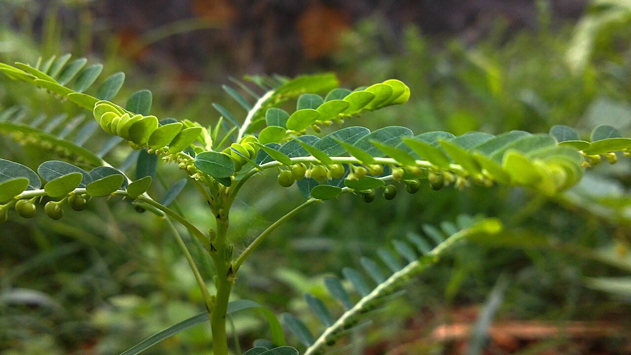 Carry me seed: Phyllanthus amarus