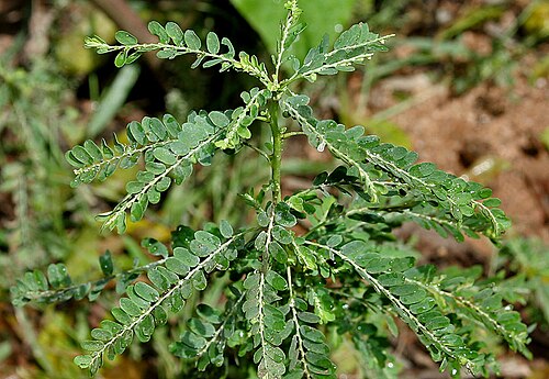 Carry me seed: Phyllanthus amarus - Carry Me Seed- at Deer Park in Shamirpet , Rangareddy district , Andhra Pradesh , India .
