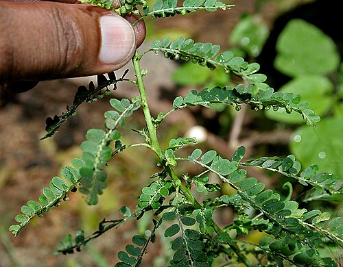 Carry me seed: Phyllanthus amarus - Carry Me Seed- at Deer Park in Shamirpet , Rangareddy district , Andhra Pradesh , India .