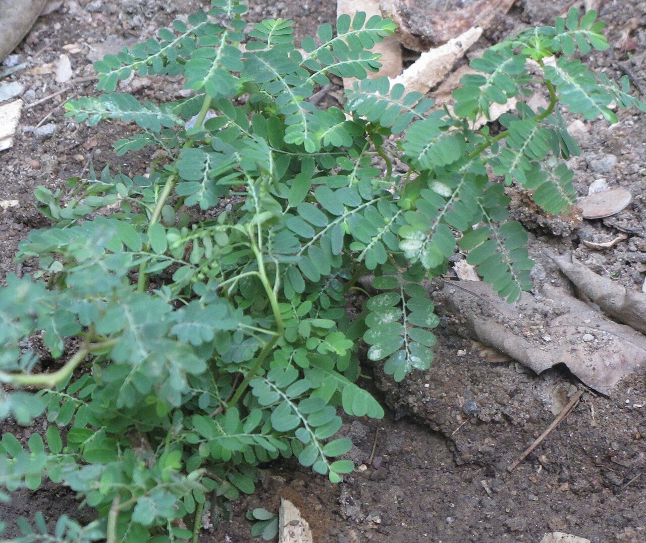Carry me seed: கீழாநெல்லி மூலிகை. வேருடன் பிடுங்கி அரைத்து விழுங்கினால் மஞ்சள்காமாலை குணமாகும்