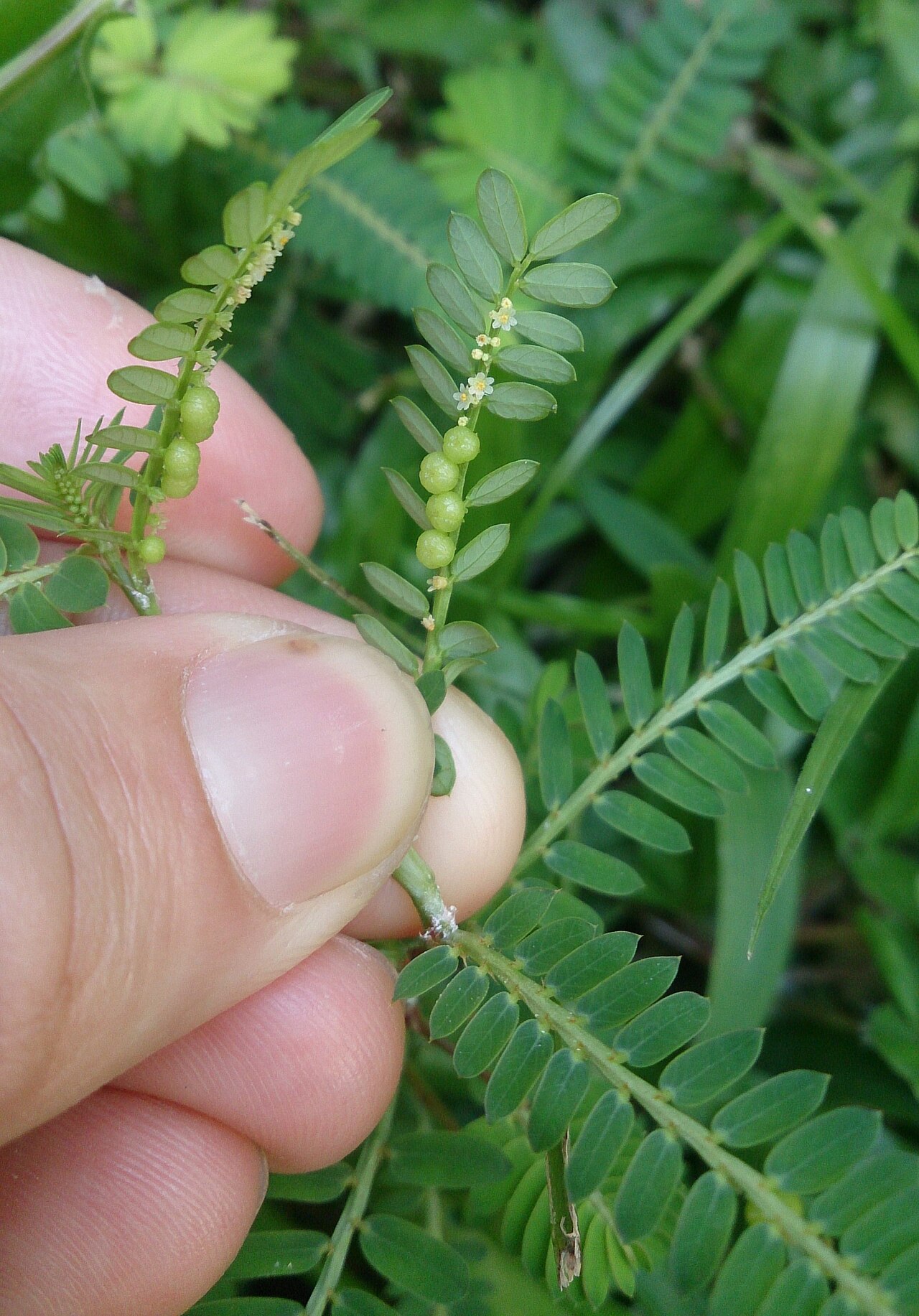 Carry me seed: Phyllanthus amarus. Synonym: Phyllanthus niruri. Common name: Carry Me Seed. 苦味叶下珠 (Chinese). Could be Phyllanthus urinaria - these 2 species are very similar.