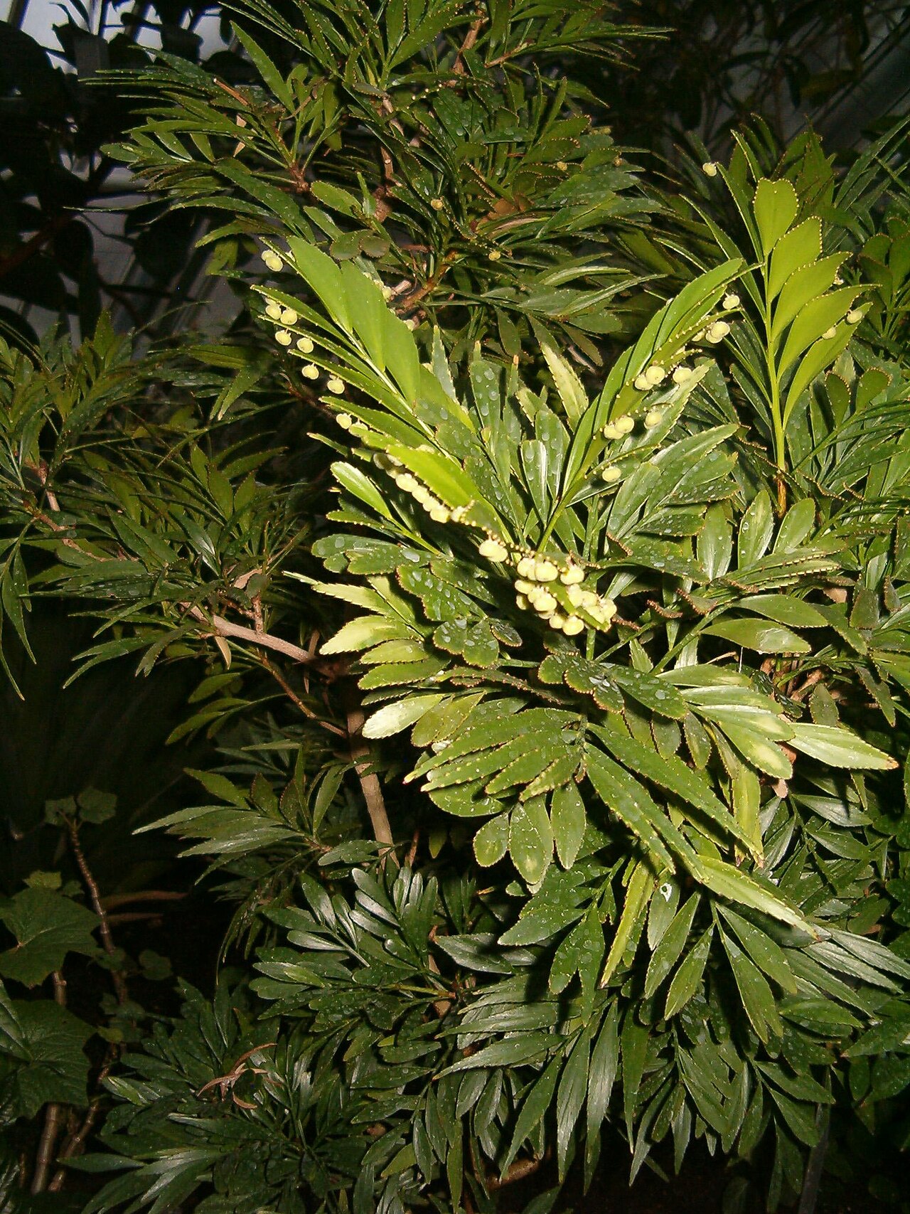 Phyllanthus arbuscula: Location: Botanical Gardens Berlin Dahlem