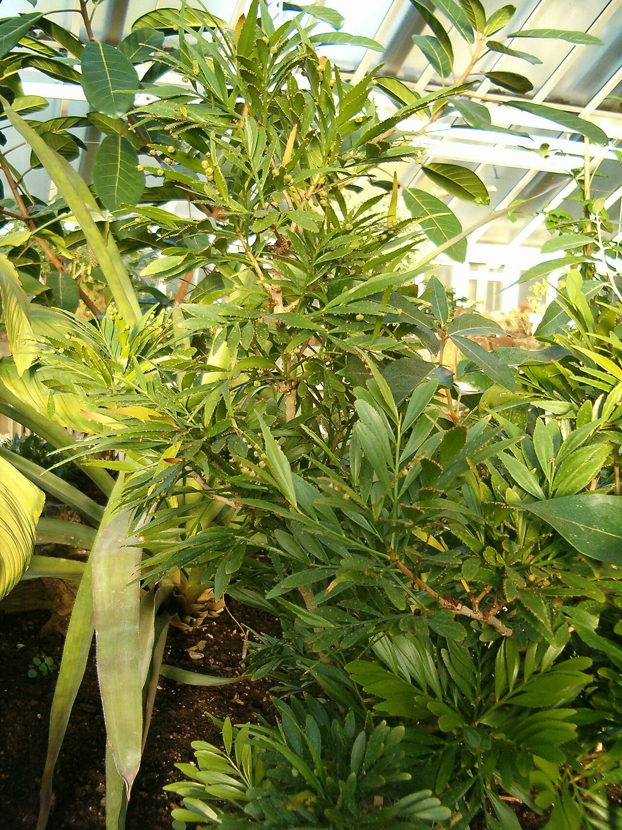 Phyllanthus arbuscula: Phyllanthus arbuscula . Location: Botanical Gardens Berlin.
