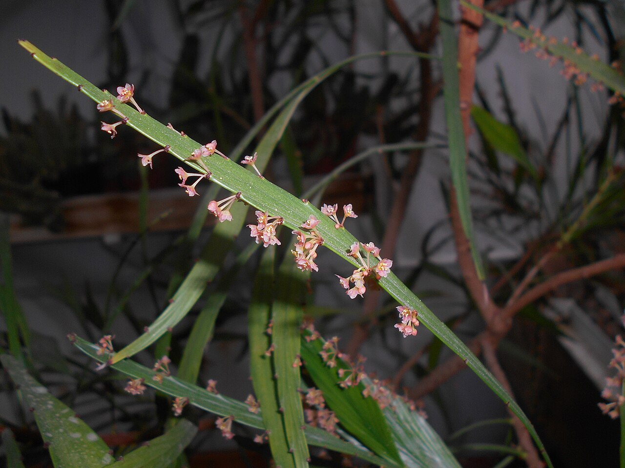 Phyllanthus arbuscula: Phyllanthus arbuscula , Ogród Botaniczny UMCS w Lublinie.