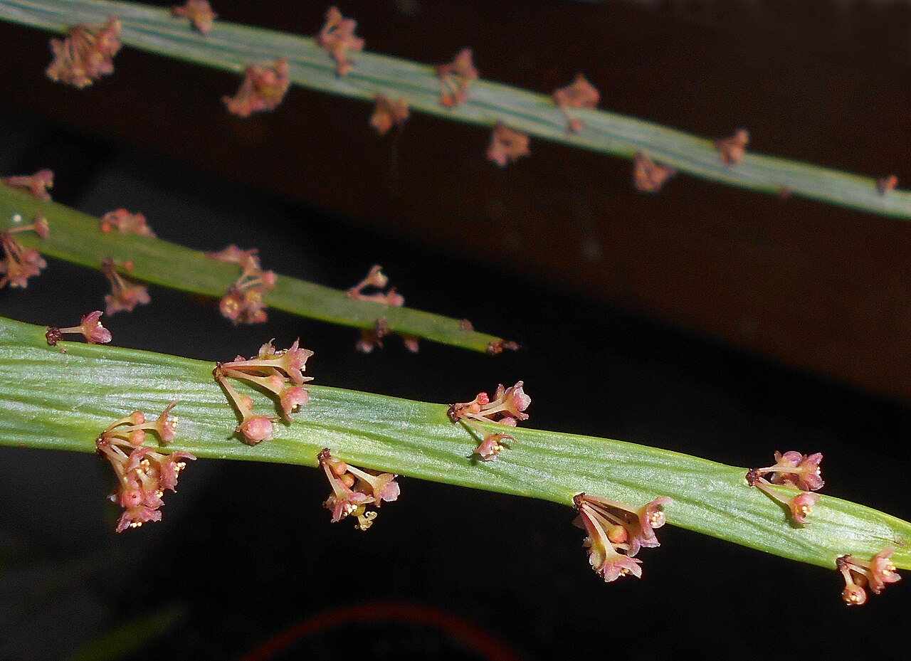 Phyllanthus arbuscula: Phyllanthus arbuscula , Ogród Botaniczny UMCS w Lublinie.