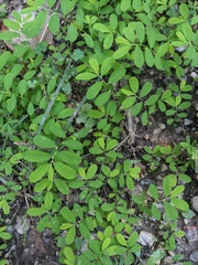 Carolina leaf-flower (Phyllanthus caroliniensis)