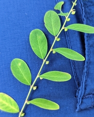 Carolina leaf-flower (Phyllanthus caroliniensis)