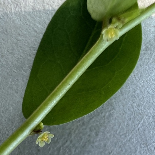 Carolina leaf-flower (Phyllanthus caroliniensis)