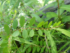 Carolina leaf-flower (Phyllanthus caroliniensis)