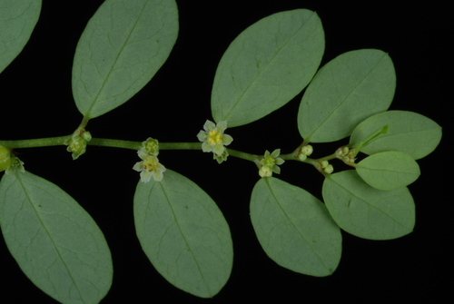 Carolina leaf-flower (Phyllanthus caroliniensis)