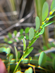 Carolina leaf-flower (Phyllanthus caroliniensis)
