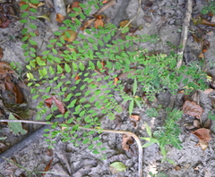 Carolina leaf-flower (Phyllanthus caroliniensis)