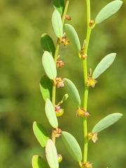 Carolina leaf-flower (Phyllanthus caroliniensis)