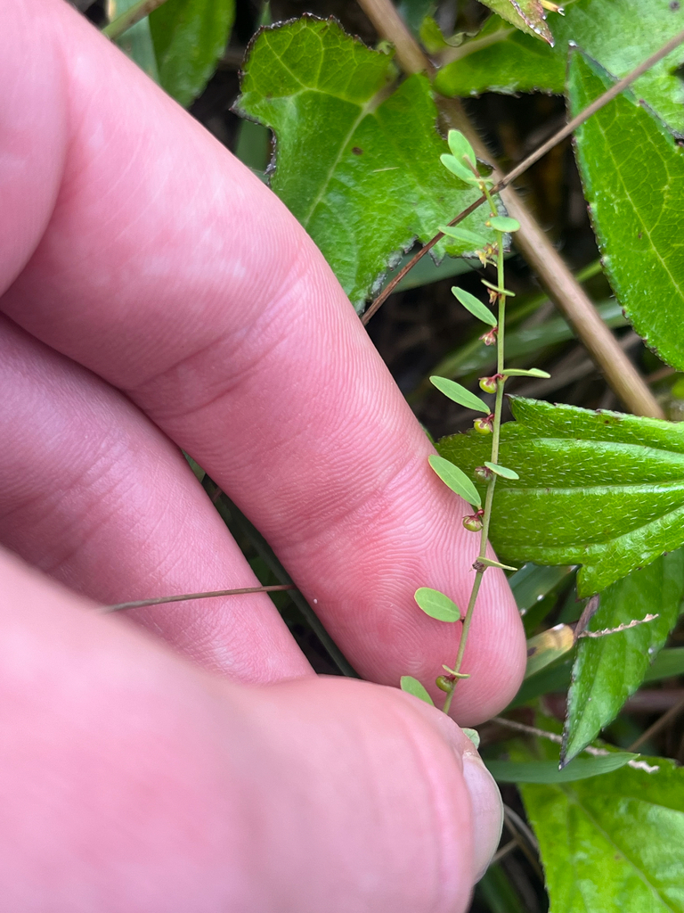 Carolina leaf-flower (Phyllanthus caroliniensis)