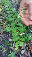 Carolina leaf-flower (Phyllanthus caroliniensis)