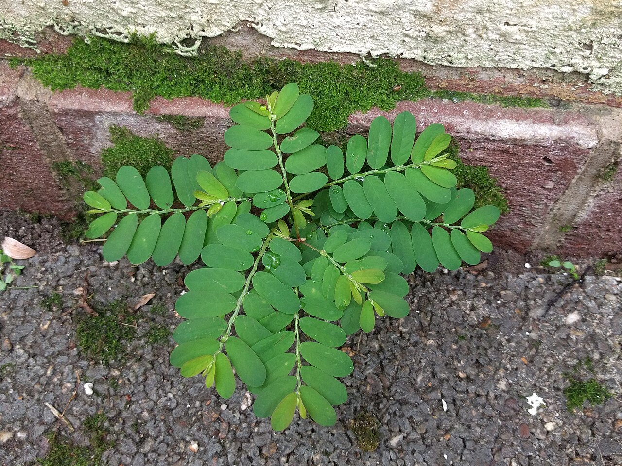 Carolina leaf-flower: Plant in Botanical garden, Leiden. Phyllanthus caroliniensis