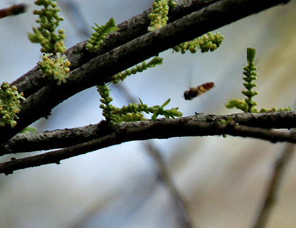 Emblic: Indian gooseberry Phyllanthus emblica at Jayanti in Buxa Tiger Reserve in Jalpaiguri district of West Bengal , India .