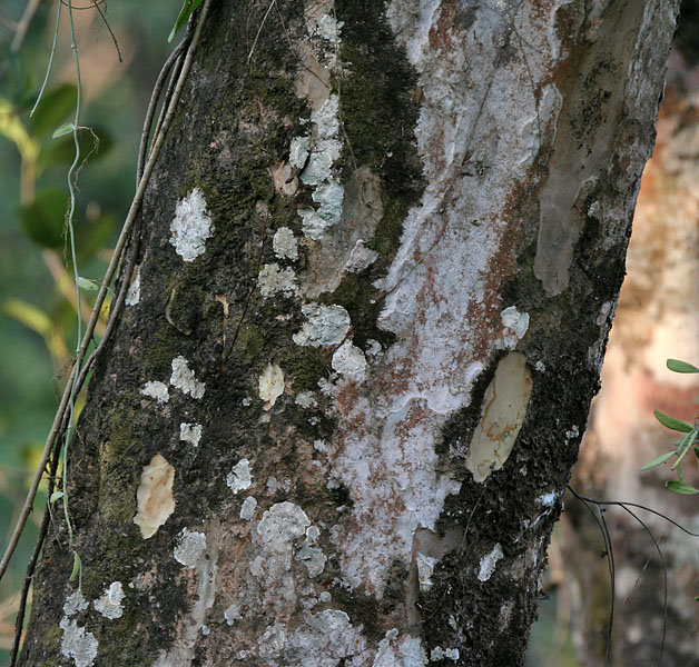 Emblic: Indian gooseberry or Amla Phyllanthus emblica at Jayanti in Buxa Tiger Reserve in Jalpaiguri district of West Bengal , India .