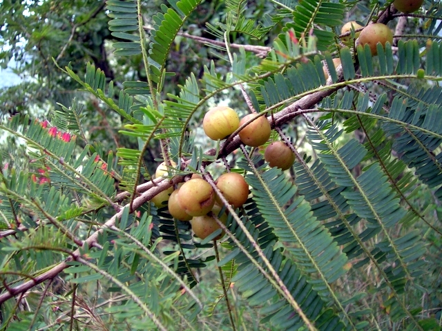 Emblic: Phyllanthus officinalis