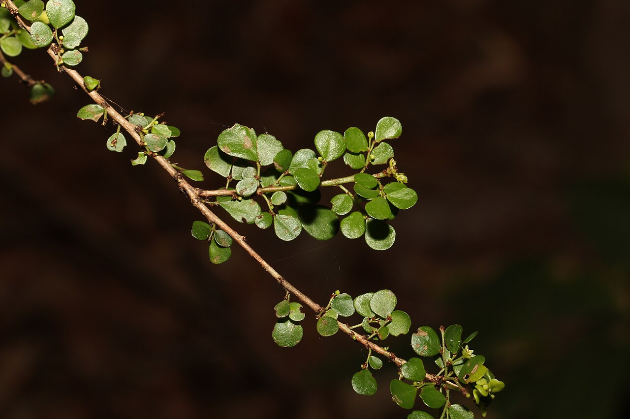 Brush sauropus: Brush Sauropus