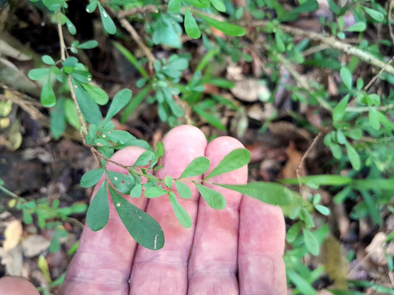 Brush sauropus: Phyllanthus microcladus growing at Crystal Cascades near Cairns , February 2024