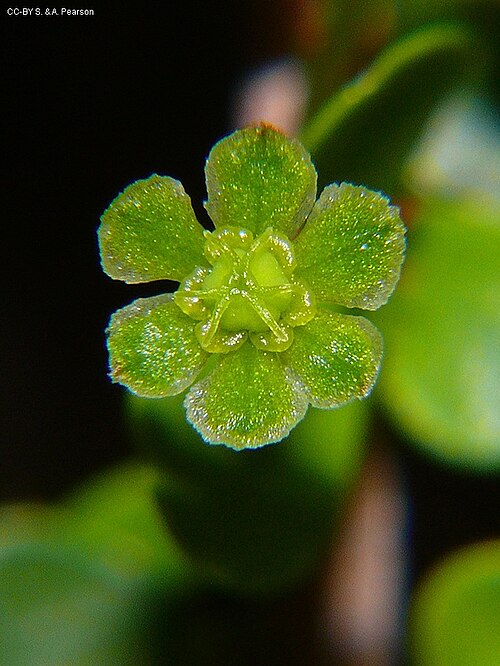 Brush sauropus: Phyllanthus microcladus female flower