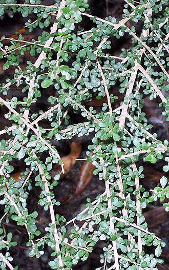 Brush sauropus: Phyllanthus microcladus at Coffs Harbour Botanic Gardens