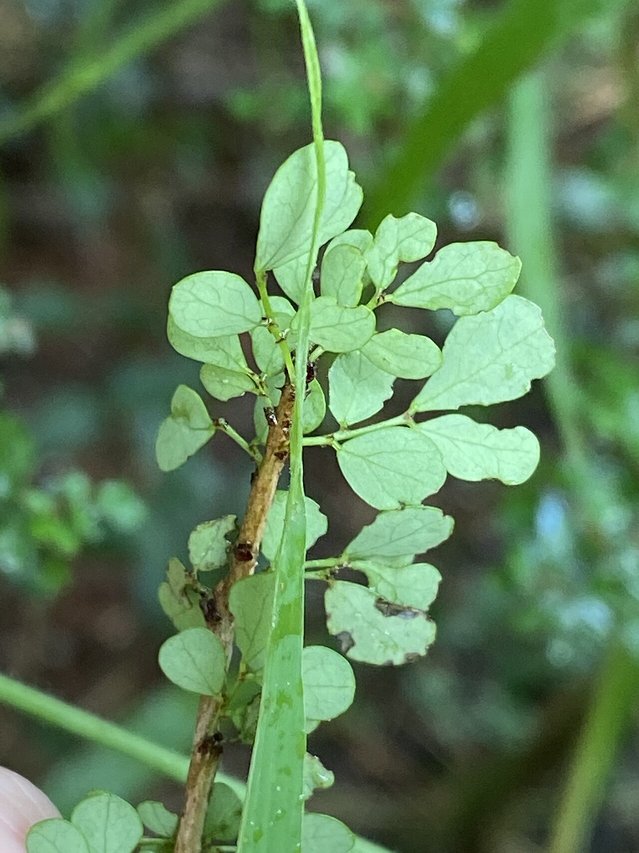 Brush sauropus: Brush Sauropus
