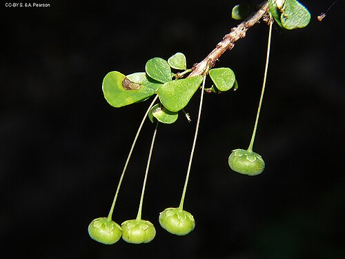 Brush sauropus: w:Phyllanthus microcladus fruit