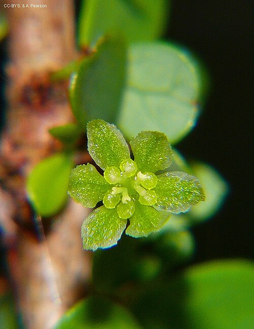 Brush sauropus: w:Phyllanthus microcladus male flower