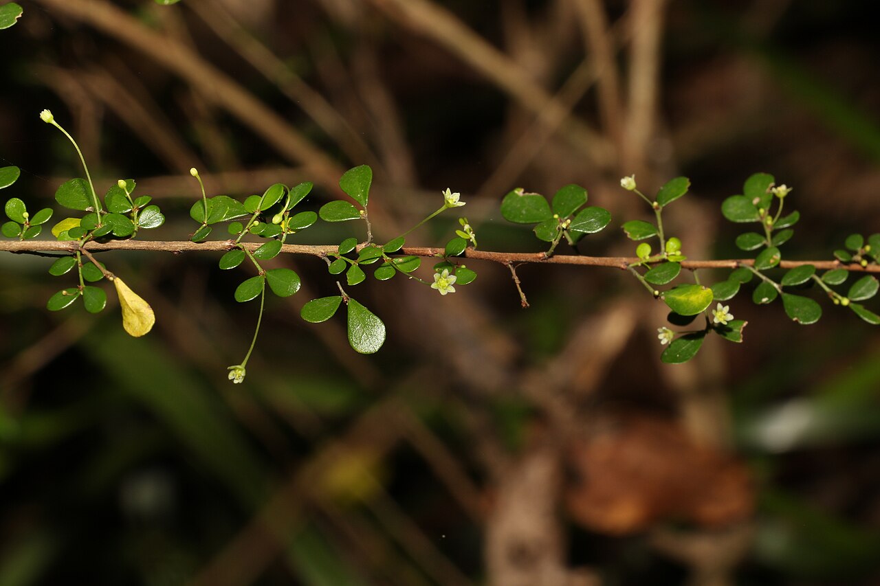 Brush sauropus: Brush Sauropus