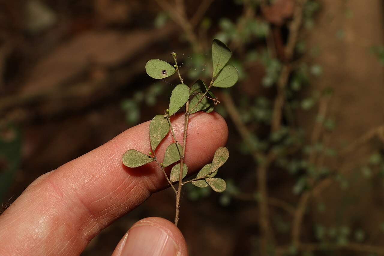 Brush sauropus: Brush Sauropus