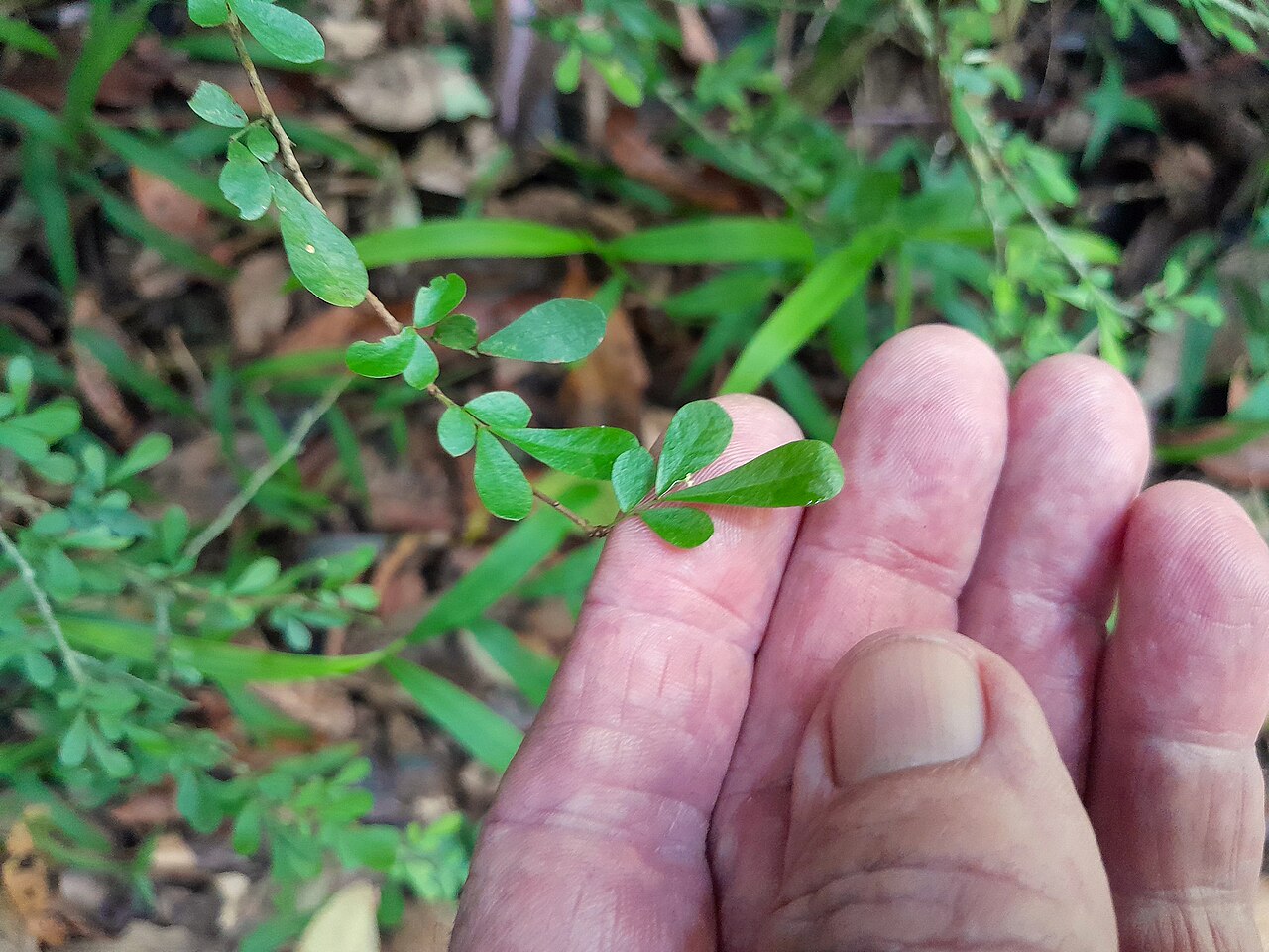 Brush sauropus: Phyllanthus microcladus growing at Crystal Cascades near Cairns , February 2024