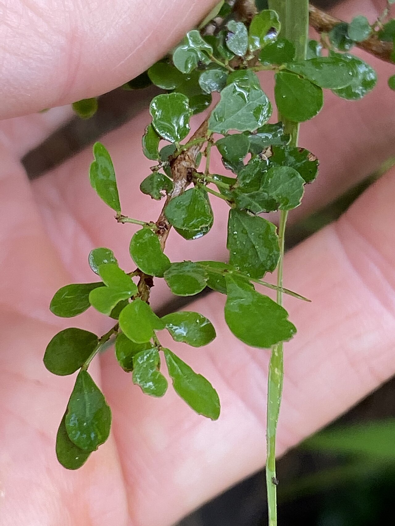 Brush sauropus: Brush Sauropus
